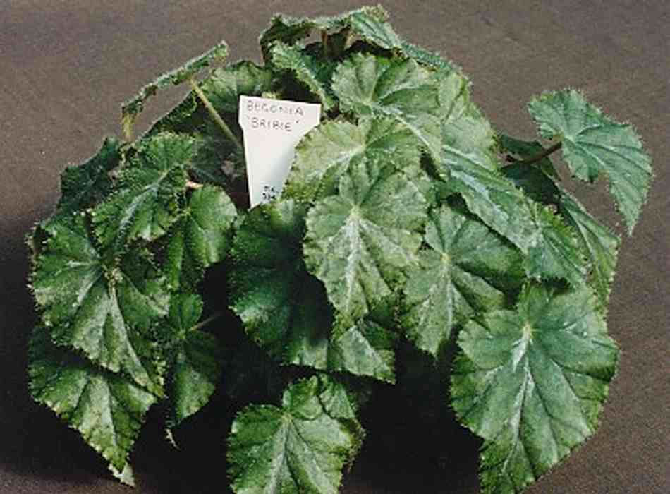 B. ‘Bribie’